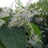 Japanese Knotweed Specialists - East Ardsley Business Directory
